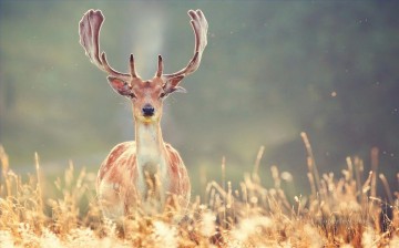 Animal Painting - foto de ciervo